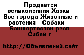 Продаётся великолепная Хаски - Все города Животные и растения » Собаки   . Башкортостан респ.,Сибай г.